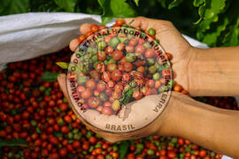 [Título n/d] : lote nº 002, pasta nº 001315, doc. nº 000022 [imagem] / Fotógrafo(a) : [autoria n/d].