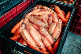 [Título n/d] : lote nº 002, pasta nº 001351, doc. nº 000483 [imagem] / Fotógrafo(a) : [autoria n/d].