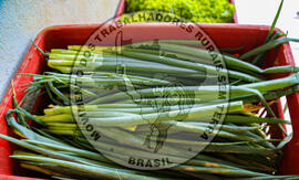 [Título n/d] : lote nº 002, pasta nº 001317, doc. nº 000013 [imagem] / Fotógrafo(a) : [autoria n/d].