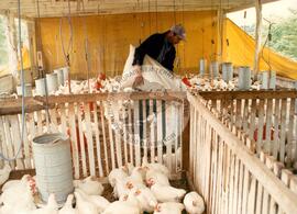Assentamento "Conquista da Fronteira" do MST (Dionísio Cerqueira-SC, jan. 1990) [fotografia] / Fotógrafo(a) : Chiquinho. -- Ref.: BR-SPMST_MST-SN-CIN_AMP_000192-001384-ASS.