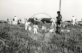 Assentamento do MST [sem identificação] (Rio Grande do Norte, nov. 1993) [fotografia] / Fotógrafo(a) : Milton Pomar. -- Ref.: BR-SPMST_MST-SN-CIN_AMP_000341-001627-ASS.