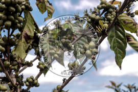 [Título n/d] : lote nº 002, pasta nº 001314, doc. nº 000010 [imagem] / Fotógrafo(a) : [autoria n/d].