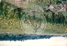 Produção no assentamento (Espírito Santo, fev. 1988) [fotografia] / Fotógrafo(a) : [sem autoria]. -- Ref.: BR-SPMST_MST-SN-CIN_AMP_001971-015115-PDU.