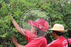 [Título n/d] : lote nº 002, pasta nº 000014, doc. nº 000261 [imagem] / Fotógrafo(a) : [autoria n/d].