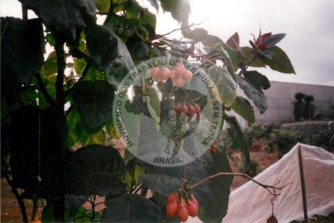 Original Digitaal object not accessible