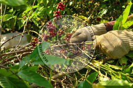 [Título n/d] : lote nº 002, pasta nº 001315, doc. nº 000038 [imagem] / Fotógrafo(a) : [autoria n/d].