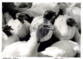 Pequenas propriedades dos EUA (Cortez (EUA), [sem data]) [fotografia] / Fotógrafo(a) : Nancy Dunchutceck. -- Ref.: BR-SPMST_MST-SN-CIN_AMP_001063-008609-RIT.