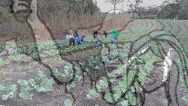 [Título n/d] : lote nº 002, pasta nº 000027, doc. nº 000006 [imagem] / Fotógrafo(a) : [autoria n/d].