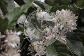 [Título n/d] : lote nº 002, pasta nº 001314, doc. nº 000013 [imagem] / Fotógrafo(a) : [autoria n/d].