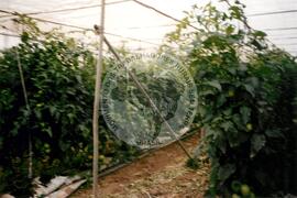 Viagem de Luiz Roberto para Espanha (Ilhas Canárias (Espanha), 31 jan. 2001) [fotografia] / Fotógrafo(a) : Arquivo MST. -- Ref.: BR-SPMST_MST-SN-CIN_AMP_001119-009239-RIT.