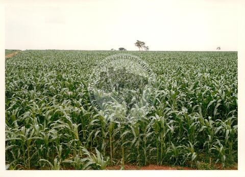 Original Digitaal object not accessible