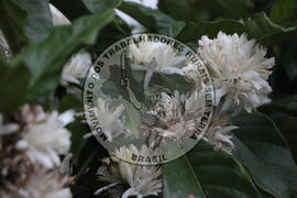 [Título n/d] : lote nº 002, pasta nº 001313, doc. nº 000040 [imagem] / Fotógrafo(a) : [autoria n/d].