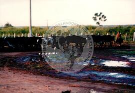 Acampamento do MST [sem identificação] (Pontal de Parapanema-SP, [sem data]) [fotografia] / Fotógrafo(a) : Arquivo MST. -- Ref.: BR-SPMST_MST-SN-CIN_AMP_000052-000490-ACP.