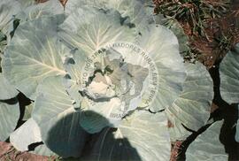 Assentamento "Serra dos Quilombos" do MST (Bonito-PE, [sem data]) [fotografia] / Fotógrafo(a) : Arquivo MST. -- Ref.: BR-SPMST_MST-SN-CIN_AMP_000339-001622-ASS.