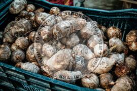 [Título n/d] : lote nº 002, pasta nº 001351, doc. nº 000486 [imagem] / Fotógrafo(a) : [autoria n/d].