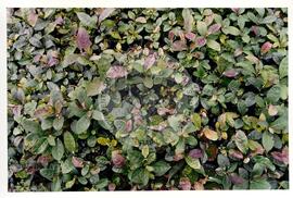 Assentamento "30 de outubro" do MST (Santa Catarina, [sem data]) [fotografia] / Fotógrafo(a) : Douglas Mansur. -- Ref.: BR-SPMST_MST-SN-CIN_AMP_000199-001440-ASS.