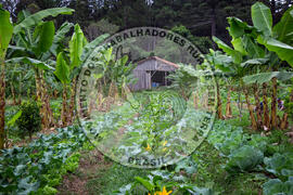 [Título n/d] : lote nº 002, pasta nº 001317, doc. nº 000060 [imagem] / Fotógrafo(a) : [autoria n/d].