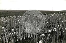 Assentamento "Conquista da Fronteira do MST (Hulha Negra-RS, nov. 1993) [fotografia] / Fotógrafo(a) : Milton Pomar. -- Ref.: BR-SPMST_MST-SN-CIN_AMP_000178-001276-ASS.