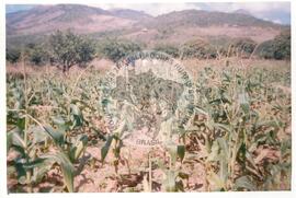 Intercâmbio com a UNAC (Moçambique, ago. 2000) [fotografia] / Fotógrafo(a) : Arquivo MST. -- Ref.: BR-SPMST_MST-SN-CIN_AMP_001093-008927-RIT.