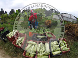 [Título n/d] : lote nº 002, pasta nº 001317, doc. nº 000071 [imagem] / Fotógrafo(a) : [autoria n/d].