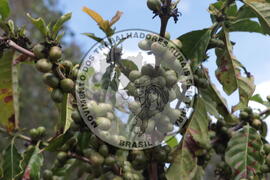 [Título n/d] : lote nº 002, pasta nº 001313, doc. nº 000029 [imagem] / Fotógrafo(a) : [autoria n/d].