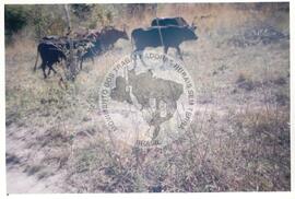 Intercâmbio com a UNAC (Moçambique, ago. 2000) [fotografia] / Fotógrafo(a) : Arquivo MST. -- Ref.: BR-SPMST_MST-SN-CIN_AMP_001092-008854-RIT.