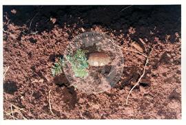 Cooperativa COAGRI (Cantagalo-PR, [sem data]) [fotografia] / Fotógrafo(a) : Arquivo MST. -- Ref.: BR-SPMST_MST-SN-CIN_AMP_001970-015100-PDU.