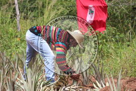 [Título n/d] : lote nº 002, pasta nº 000014, doc. nº 000203 [imagem] / Fotógrafo(a) : [autoria n/d].