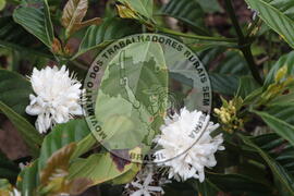 [Título n/d] : lote nº 002, pasta nº 001313, doc. nº 000017 [imagem] / Fotógrafo(a) : [autoria n/d].