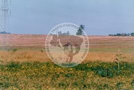 Acampamento "Dandara" do MST (Nova Olímpia-SP, [sem data]) [fotografia] / Fotógrafo(a) : Douglas Mansur. -- Ref.: BR-SPMST_MST-SN-CIN_AMP_000050-000443-ACP.