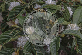 [Título n/d] : lote nº 002, pasta nº 001314, doc. nº 000003 [imagem] / Fotógrafo(a) : [autoria n/d].