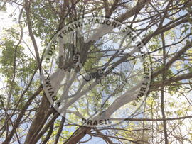 [Título n/d] : lote nº 002, pasta nº 000001, doc. nº 000209 [imagem] / Fotógrafo(a) : [autoria n/d].