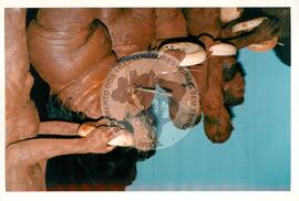 Mística de Abertura do Tribunal (Curitiba-PR, 02 mai. 2001) [fotografia] / Fotógrafo(a) : Douglas Mansur. -- Ref.: BR-SPMST_MST-SN-CIN_AMP_001917-014346-SJM.