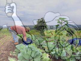 [Título n/d] : lote nº 002, pasta nº 001319, doc. nº 000161 [imagem] / Fotógrafo(a) : [autoria n/d].