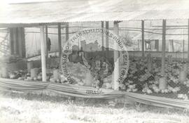 Assentamento "Serrinha" do MST (Pernambuco, set. 1996) [fotografia] / Fotógrafo(a) : Verinha Vilar. -- Ref.: BR-SPMST_MST-SN-CIN_AMP_000336-001610-ASS.