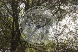 [Título n/d] : lote nº 002, pasta nº 000008, doc. nº 000011 [imagem] / Fotógrafo(a) : [autoria n/d].