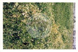 Cooperativa COAGRI (Cantagalo-PR, [sem data]) [fotografia] / Fotógrafo(a) : Arquivo MST. -- Ref.: BR-SPMST_MST-SN-CIN_AMP_001970-015090-PDU.