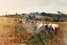 Assentamento do MST [sem identicação] (Dionísio Cerqueira-SC, set. 1995) [fotografia] / Fotógrafo(a) : Débora Lerrer. -- Ref.: BR-SPMST_MST-SN-CIN_AMP_000195-001400-ASS.