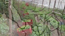 [Título n/d] : lote nº 002, pasta nº 001319, doc. nº 000135 [imagem] / Fotógrafo(a) : [autoria n/d].