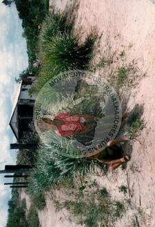 Original Digital object not accessible