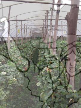 [Título n/d] : lote nº 002, pasta nº 000033, doc. nº 000015 [imagem] / Fotógrafo(a) : [autoria n/d].