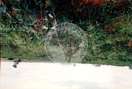 Produção de Assentamentos no Pontal do Paranapanema (São Paulo (Estado), [sem data]) [fotografia] / Fotógrafo(a) : Arquivo MST ; Douglas Mansur. -- Ref.: BR-SPMST_MST-SN-CIN_AMP_001997-015232-PDU.