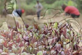[Título n/d] : lote nº 002, pasta nº 001319, doc. nº 000156 [imagem] / Fotógrafo(a) : [autoria n/d].