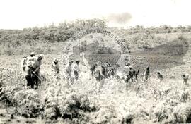 Mutirão Assentamento "CEMAPA" do MST (Rio Grande do Sul, 1982) [fotografia] / Fotógrafo(a) : Arquivo MST. -- Ref.: BR-SPMST_MST-SN-CIN_AMP_000173-001242-ASS.