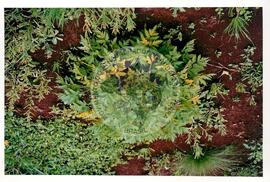 Assentamento "30 de outubro" do MST (Santa Catarina, [sem data]) [fotografia] / Fotógrafo(a) : Douglas Mansur. -- Ref.: BR-SPMST_MST-SN-CIN_AMP_000199-001436-ASS.