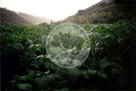 Viagem de Luiz Roberto para Espanha (Ilhas Canárias (Espanha), 31 jan. 2001) [fotografia] / Fotógrafo(a) : Arquivo MST. -- Ref.: BR-SPMST_MST-SN-CIN_AMP_001119-009256-RIT.