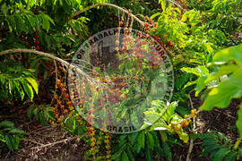 [Título n/d] : lote nº 002, pasta nº 001315, doc. nº 000026 [imagem] / Fotógrafo(a) : [autoria n/d].