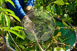 [Título n/d] : lote nº 002, pasta nº 001315, doc. nº 000045 [imagem] / Fotógrafo(a) : [autoria n/d].