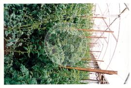 Produção no assentamento (Miscêlenia-SP, [sem data]) [fotografia] / Fotógrafo(a) : Douglas Mansur. -- Ref.: BR-SPMST_MST-SN-CIN_AMP_001972-015122-PDU.