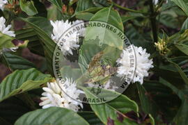 [Título n/d] : lote nº 002, pasta nº 001313, doc. nº 000016 [imagem] / Fotógrafo(a) : [autoria n/d].